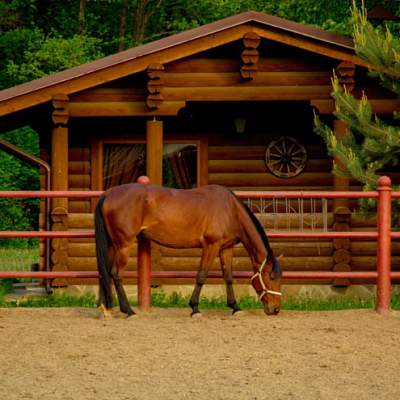 E-motion market - Индивидуальная/Романтическая прогулка на лошади Белгородская область